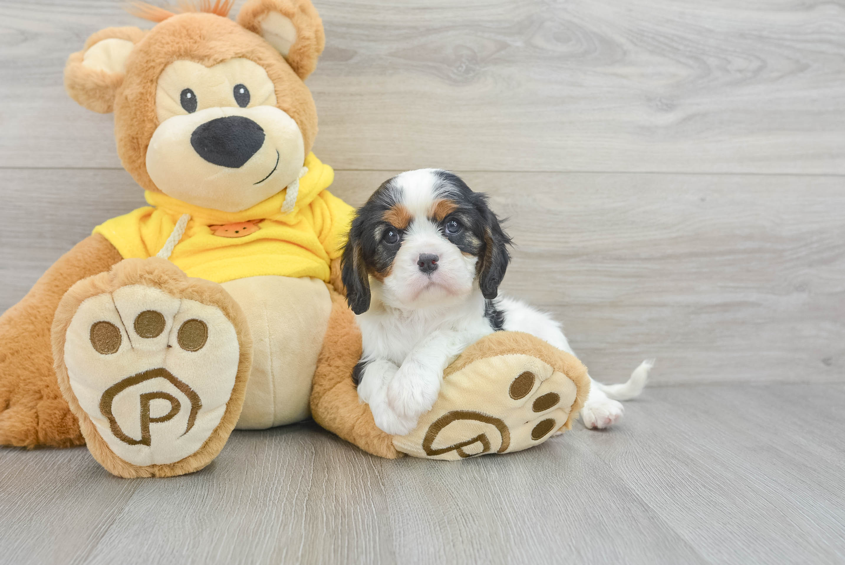 Cavalier King Charles Spaniel Puppy for Adoption