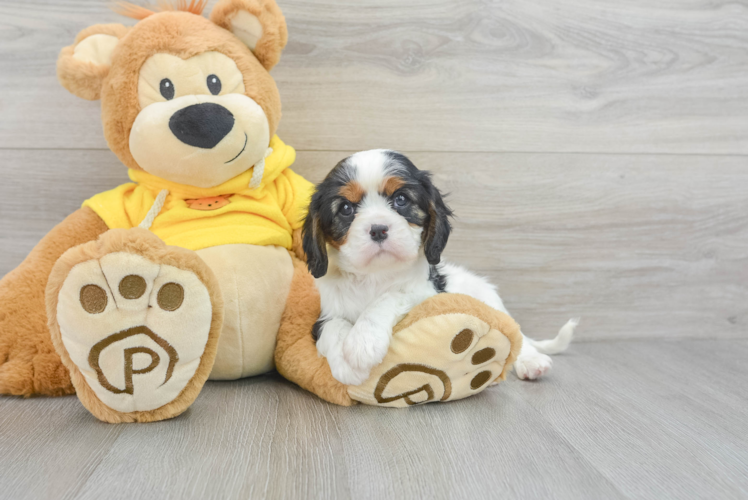 Meet Colleen - our Cavalier King Charles Spaniel Puppy Photo 1/3 - Puppy Love PR Cavalier King Charles Spaniel Puppy for Adoption
