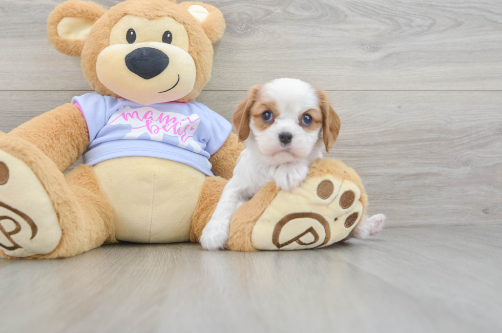 5 week old Cavalier King Charles Spaniel Puppy For Sale - Puppy Love PR