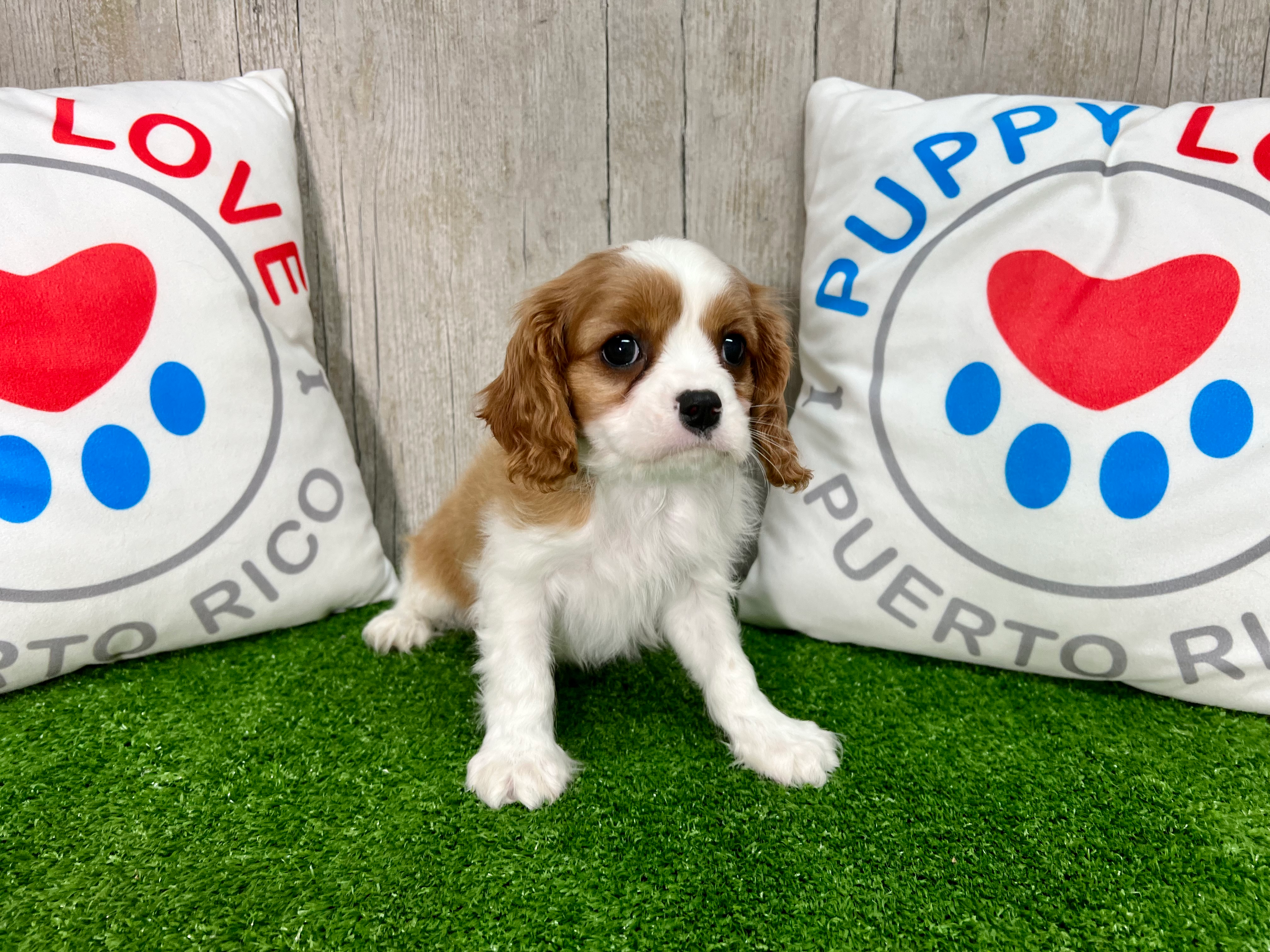 Cute Cavalier King Charles Spaniel Purebred Puppy