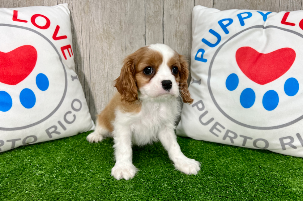 9 week old Cavalier King Charles Spaniel Puppy For Sale - Puppy Love PR