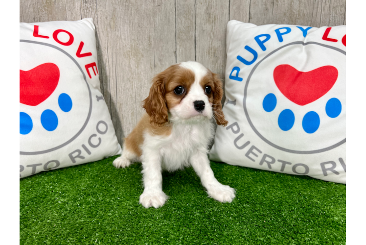 Cute Cavalier King Charles Spaniel Purebred Puppy