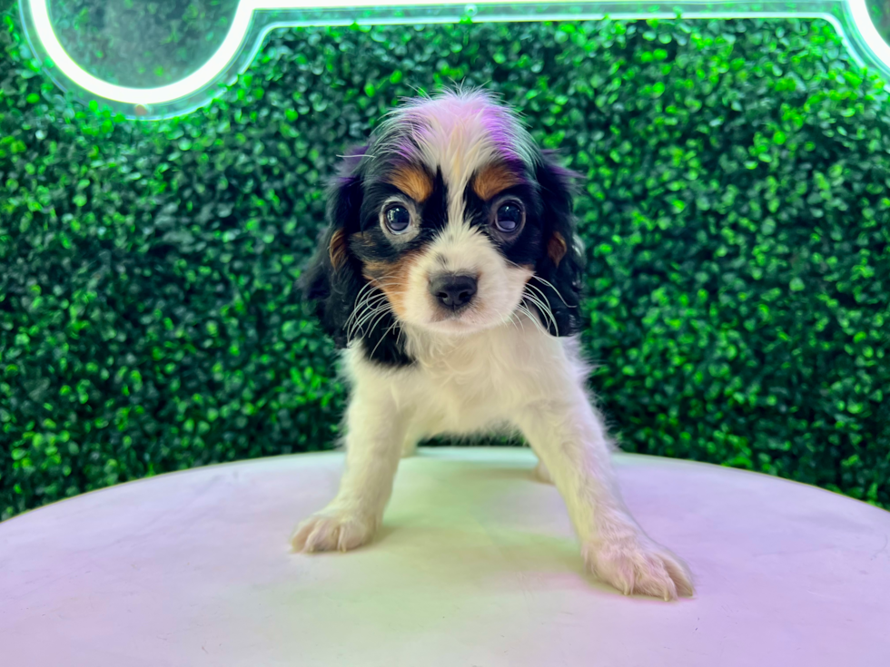 Cute Cavalier King Charles Spaniel Purebred Puppy