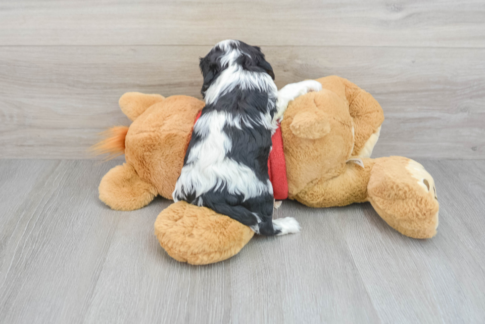 Cavalier King Charles Spaniel Puppy for Adoption