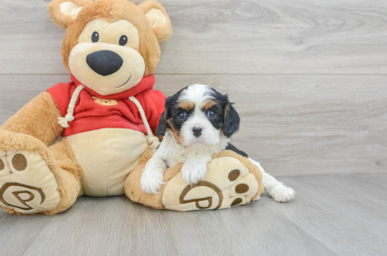 Petite Cavalier King Charles Spaniel Purebred Puppy