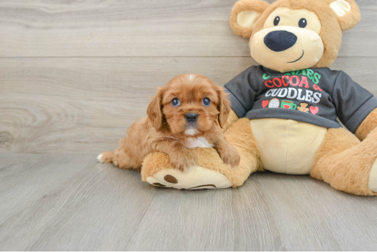 Meet Sam - our Cavalier King Charles Spaniel Puppy Photo 1/3 - Puppy Love PR Cavalier King Charles Spaniel Puppy for Adoption