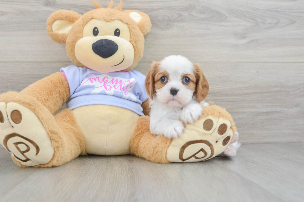 5 week old Cavalier King Charles Spaniel Puppy For Sale - Puppy Love PR