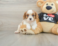 6 week old Cavalier King Charles Spaniel Puppy For Sale - Puppy Love PR