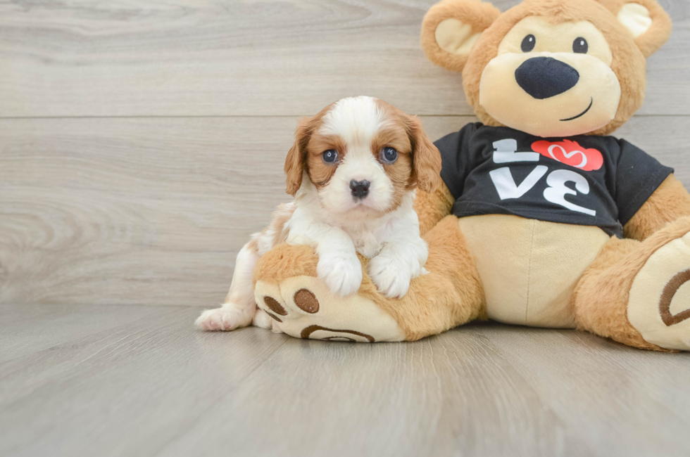 6 week old Cavalier King Charles Spaniel Puppy For Sale - Puppy Love PR