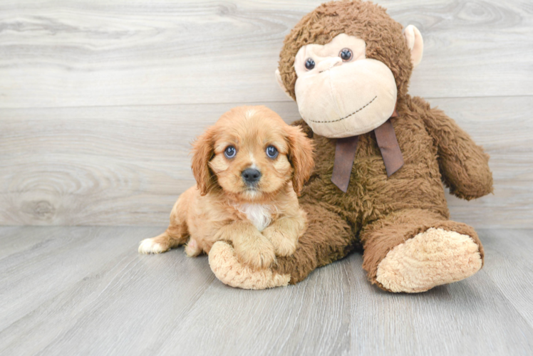 Cute Cavalier King Charles Spaniel Baby