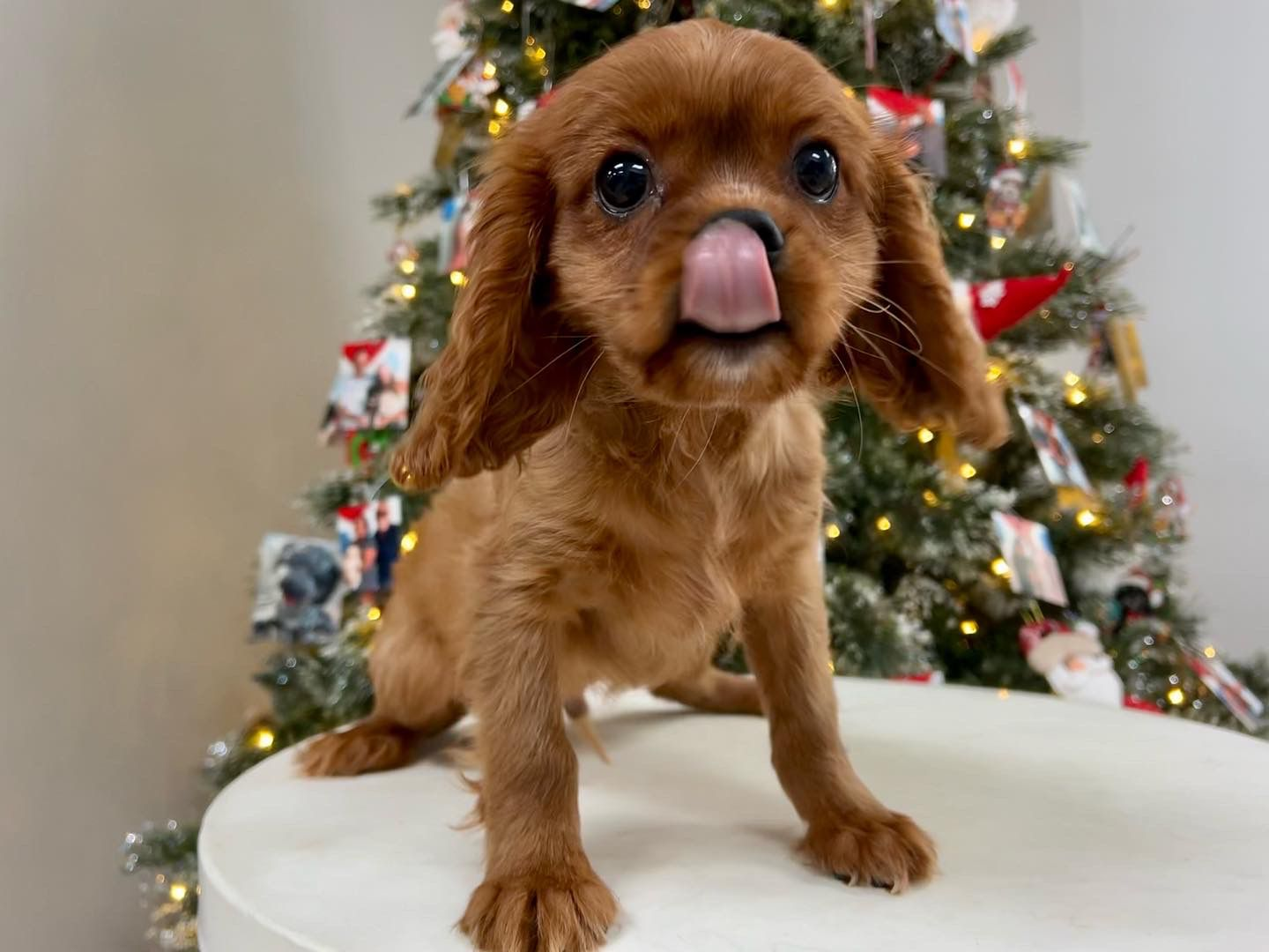 Cute Cavalier King Charles Spaniel Purebred Puppy