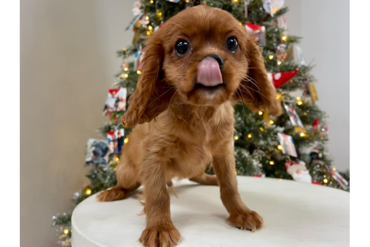 Cute Cavalier King Charles Spaniel Purebred Puppy