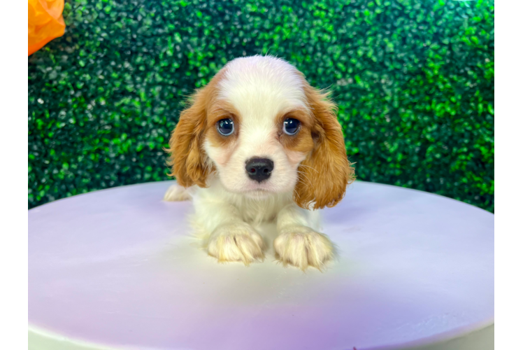 Cute Cavalier King Charles Spaniel Baby