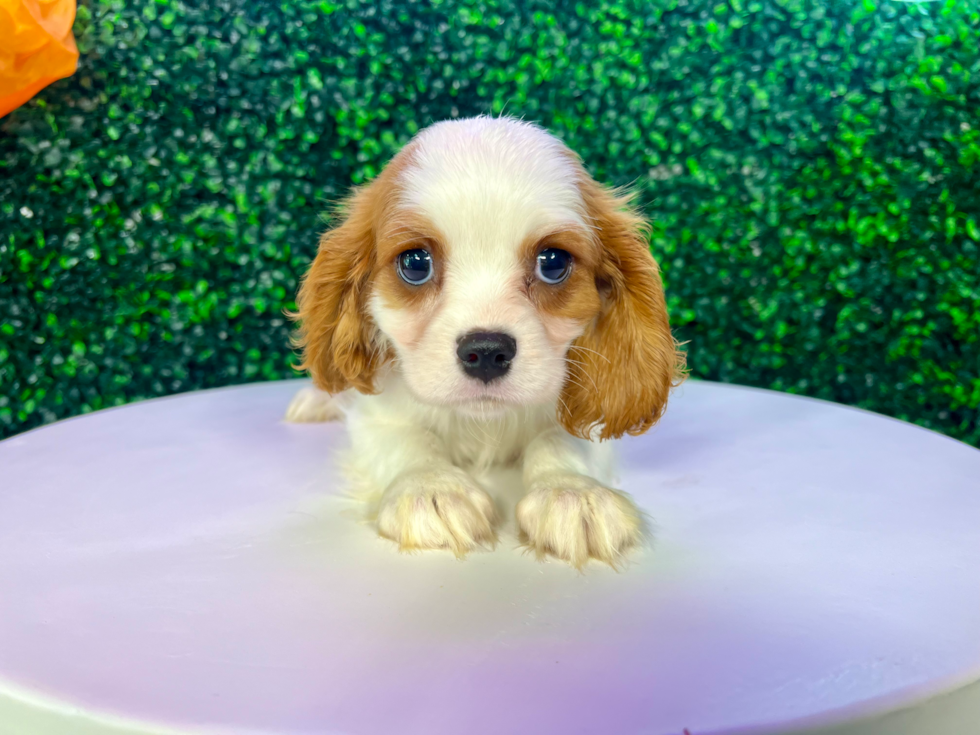 Cute Cavalier King Charles Spaniel Baby