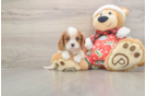 Friendly Cavalier King Charles Spaniel Purebred Pup