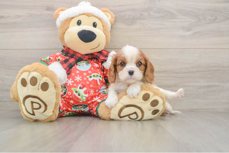 Best Cavalier King Charles Spaniel Baby