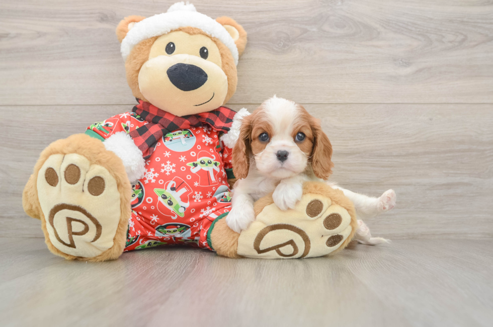 5 week old Cavalier King Charles Spaniel Puppy For Sale - Puppy Love PR