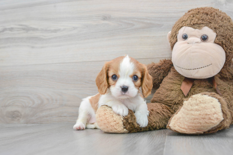 Meet Cynthia - our Cavalier King Charles Spaniel Puppy Photo 1/3 - Puppy Love PR Best Cavalier King Charles Spaniel Baby