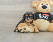 7 week old Cavalier King Charles Spaniel Puppy For Sale - Puppy Love PR