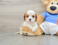 6 week old Cavalier King Charles Spaniel Puppy For Sale - Puppy Love PR
