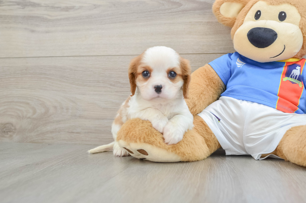 5 week old Cavalier King Charles Spaniel Puppy For Sale - Puppy Love PR