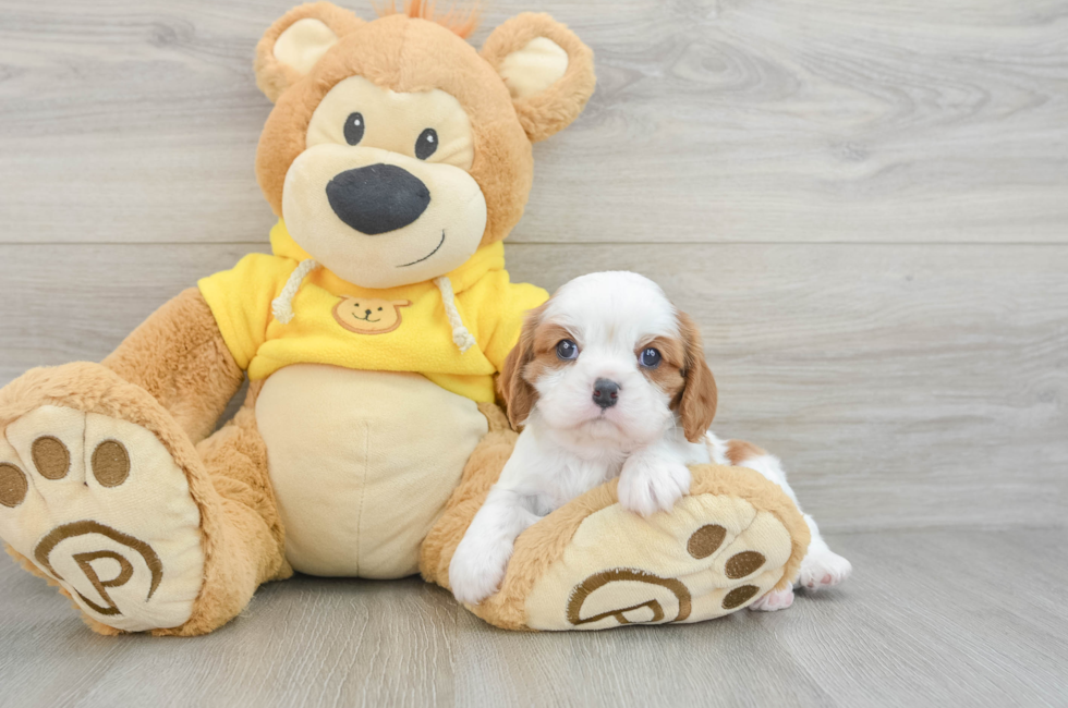 7 week old Cavalier King Charles Spaniel Puppy For Sale - Puppy Love PR