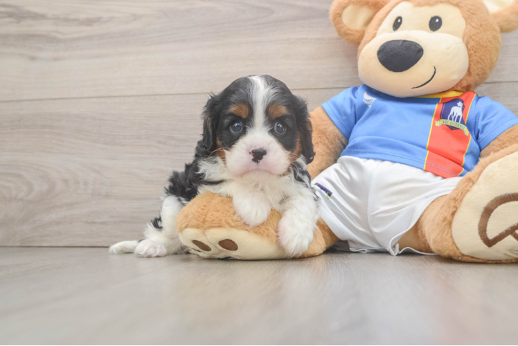 Cavalier King Charles Spaniel Pup Being Cute