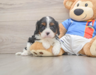 5 week old Cavalier King Charles Spaniel Puppy For Sale - Puppy Love PR