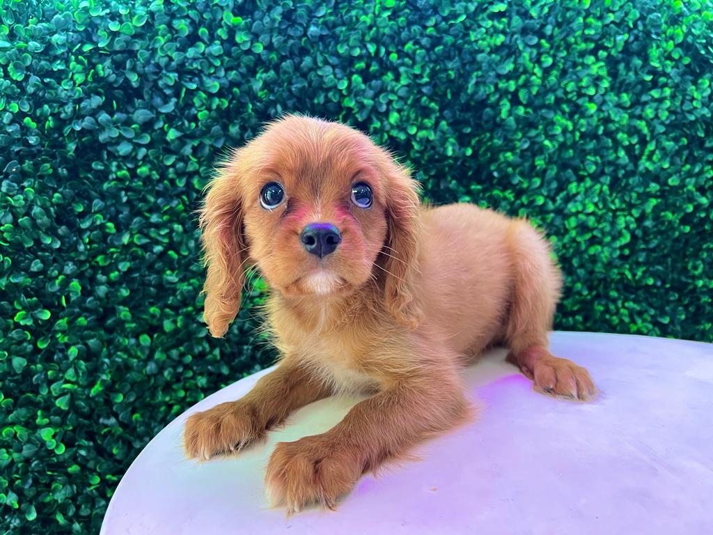 Best Cavalier King Charles Spaniel Baby