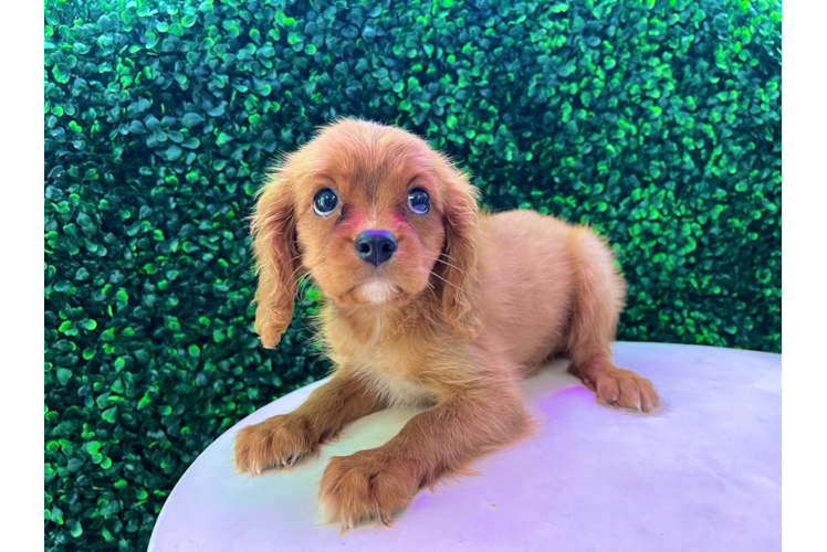Best Cavalier King Charles Spaniel Baby