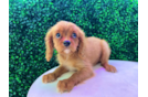 Best Cavalier King Charles Spaniel Baby