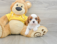 5 week old Cavalier King Charles Spaniel Puppy For Sale - Puppy Love PR