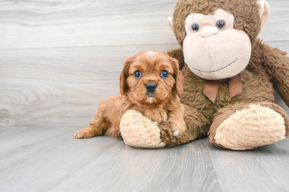 5 week old Cavalier King Charles Spaniel Puppy For Sale - Puppy Love PR