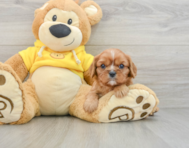 5 week old Cavalier King Charles Spaniel Puppy For Sale - Puppy Love PR