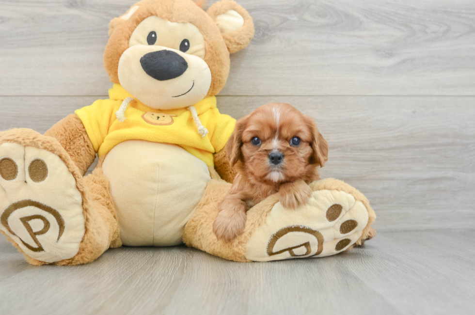 7 week old Cavalier King Charles Spaniel Puppy For Sale - Puppy Love PR