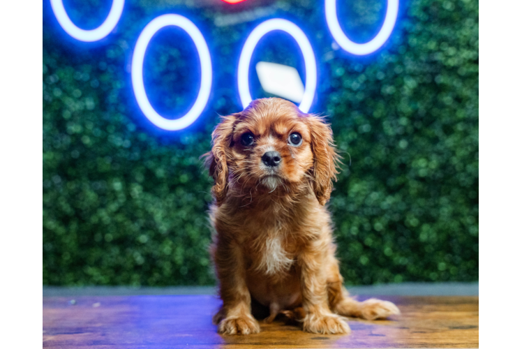 Cute Cavalier King Charles Spaniel Purebred Pup