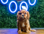 9 week old Cavalier King Charles Spaniel Puppy For Sale - Puppy Love PR