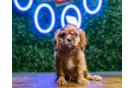Cute Cavalier King Charles Spaniel Purebred Pup