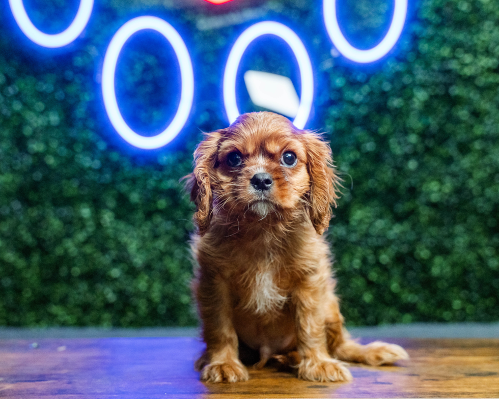 Cute Cavalier King Charles Spaniel Purebred Pup