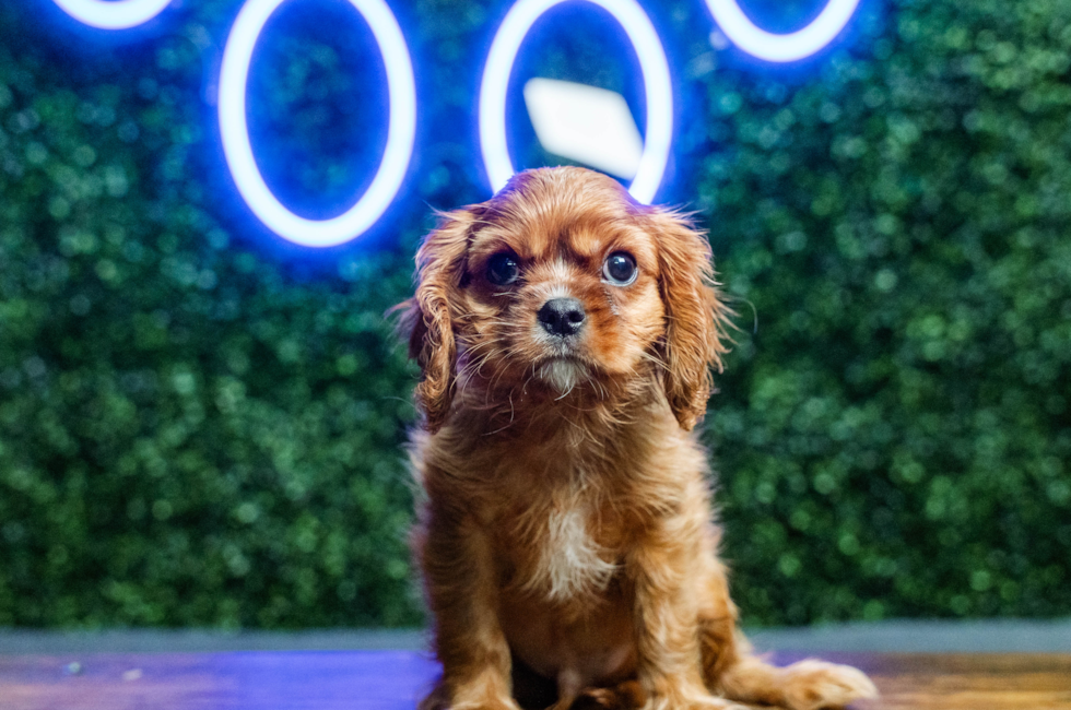 9 week old Cavalier King Charles Spaniel Puppy For Sale - Puppy Love PR