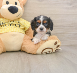 7 week old Cavalier King Charles Spaniel Puppy For Sale - Puppy Love PR