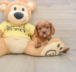 6 week old Cavalier King Charles Spaniel Puppy For Sale - Puppy Love PR
