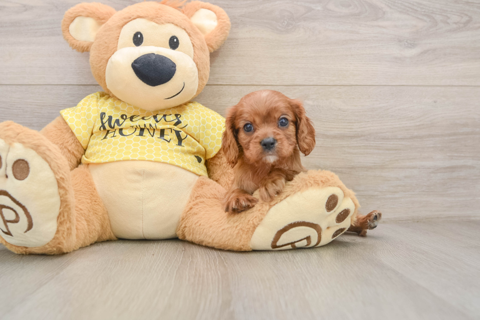 Cute Cavalier Purebred Puppy