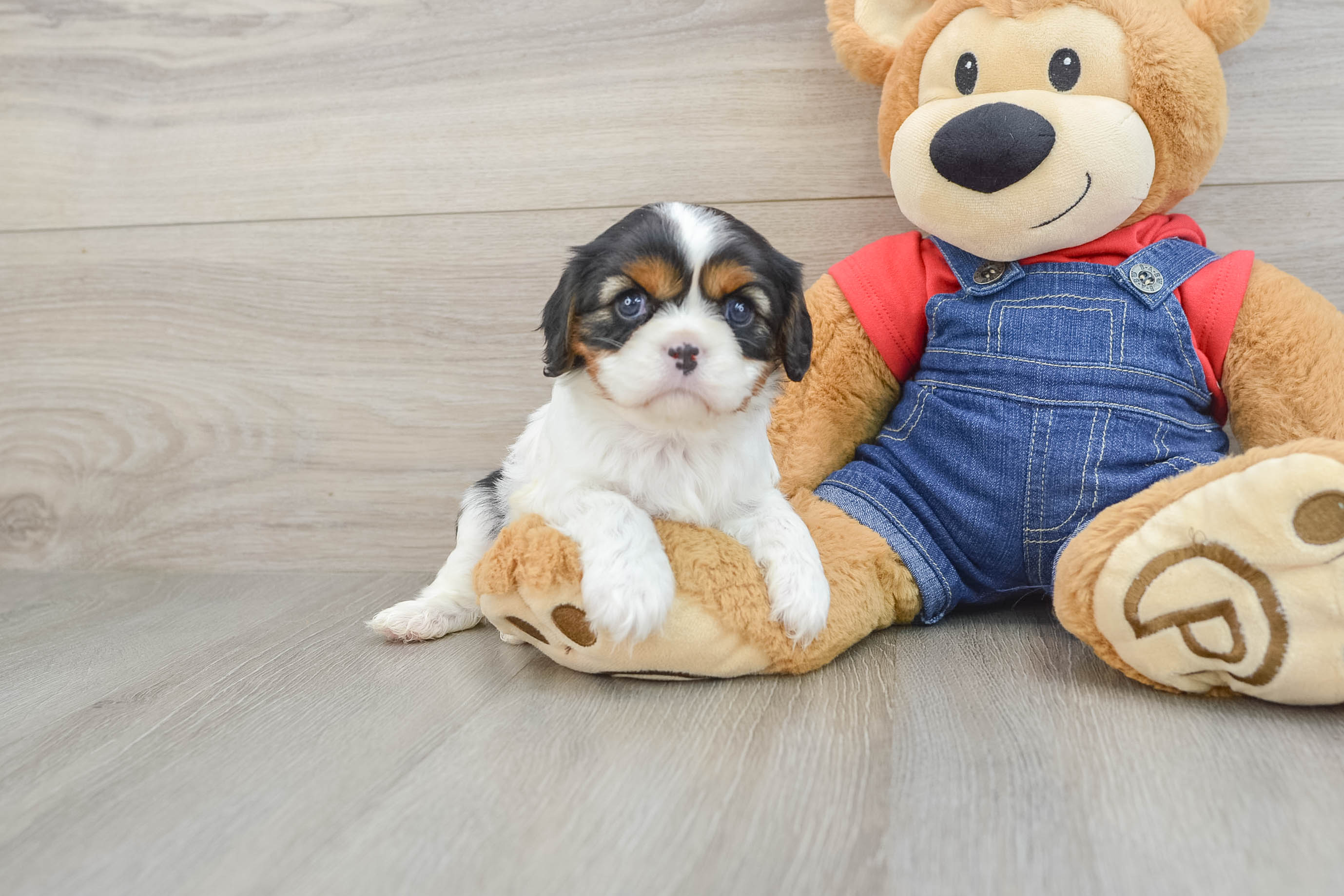 Funny Cavalier King Charles Spaniel Baby