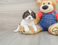 6 week old Cavalier King Charles Spaniel Puppy For Sale - Puppy Love PR