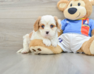 9 week old Cavalier King Charles Spaniel Puppy For Sale - Puppy Love PR