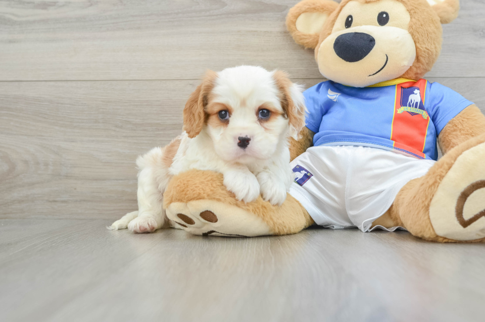 8 week old Cavalier King Charles Spaniel Puppy For Sale - Puppy Love PR