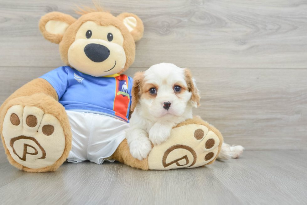 Popular Cavalier King Charles Spaniel Baby