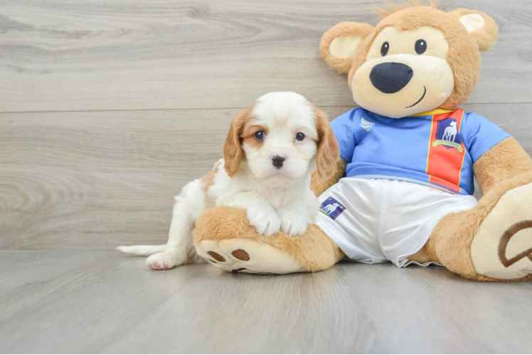 Meet Gulliver - our Cavalier King Charles Spaniel Puppy Photo 1/3 - Puppy Love PR Cavalier King Charles Spaniel Puppy for Adoption