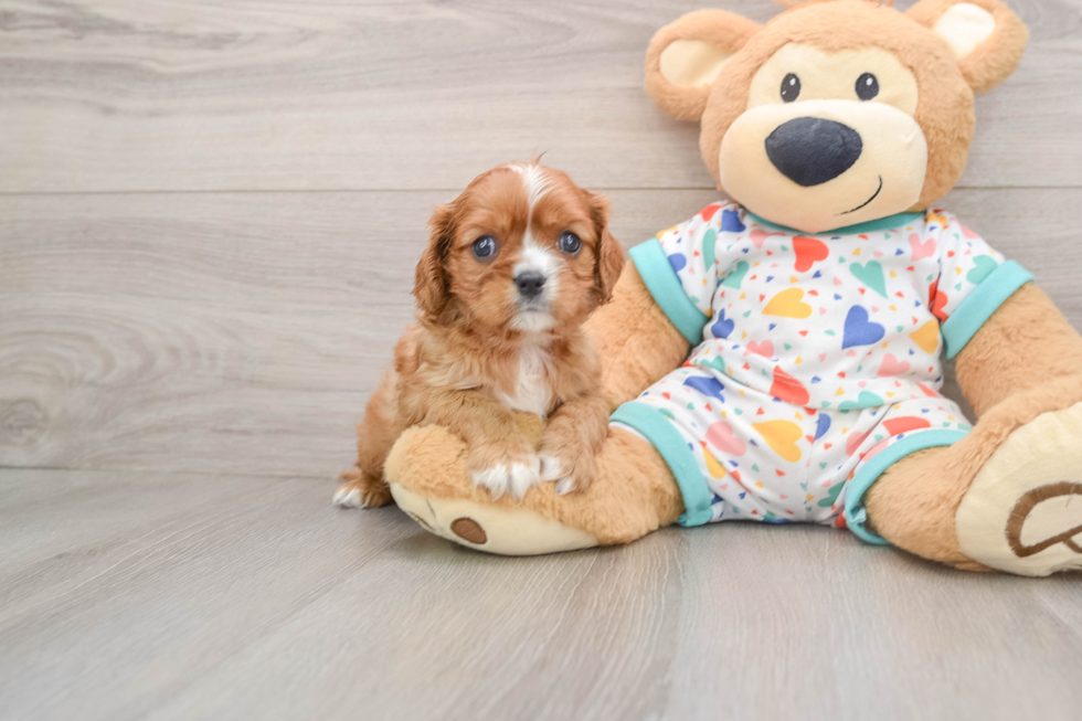 Hypoallergenic Cavalier King Charles Spaniel Purebred Pup